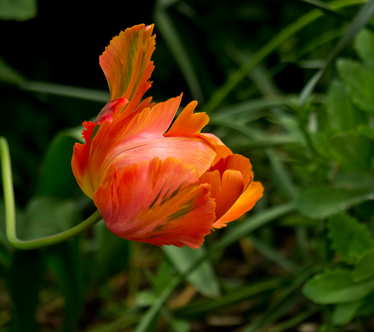 ~ noch eine Tulpe ~