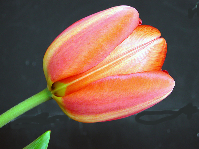 noch eine Tulpe