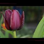 noch eine Tulpe