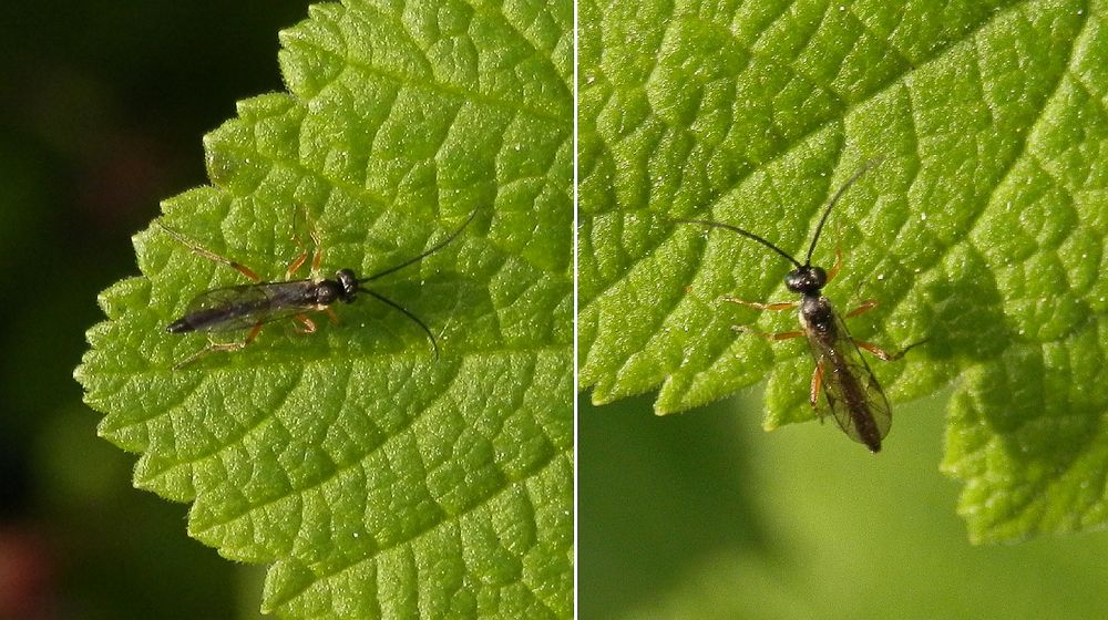 Noch eine unbekannte Schlupfwespe - Campopleginae cf. Tersilochinae