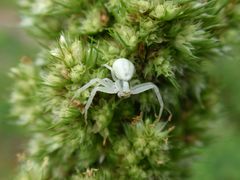 Noch eine veränderliche Krabbenspinne (Misumena vatia)