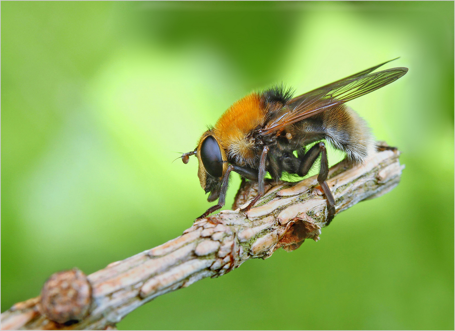 Noch eine Waldschwebfliege.