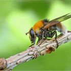 Noch eine Waldschwebfliege.