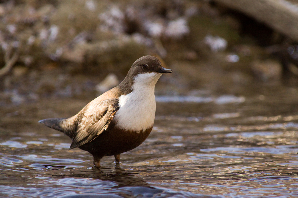 noch eine Wasseramsel