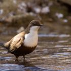 noch eine Wasseramsel