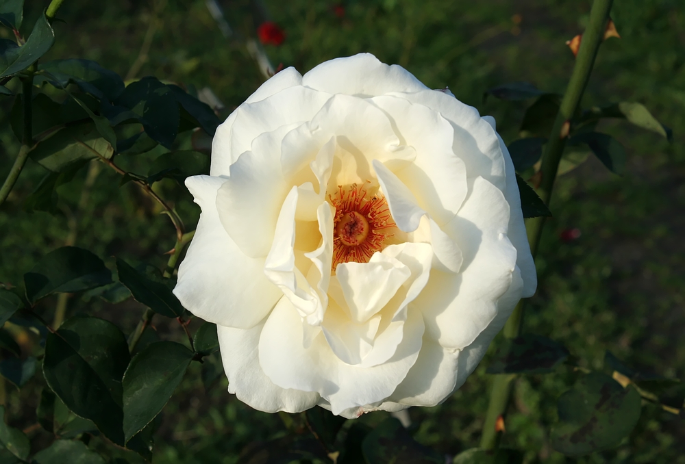 Noch eine weiße Oktoberrose