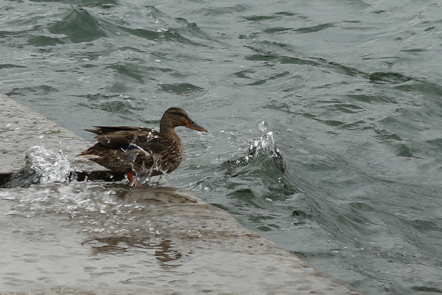 Noch eine Welle