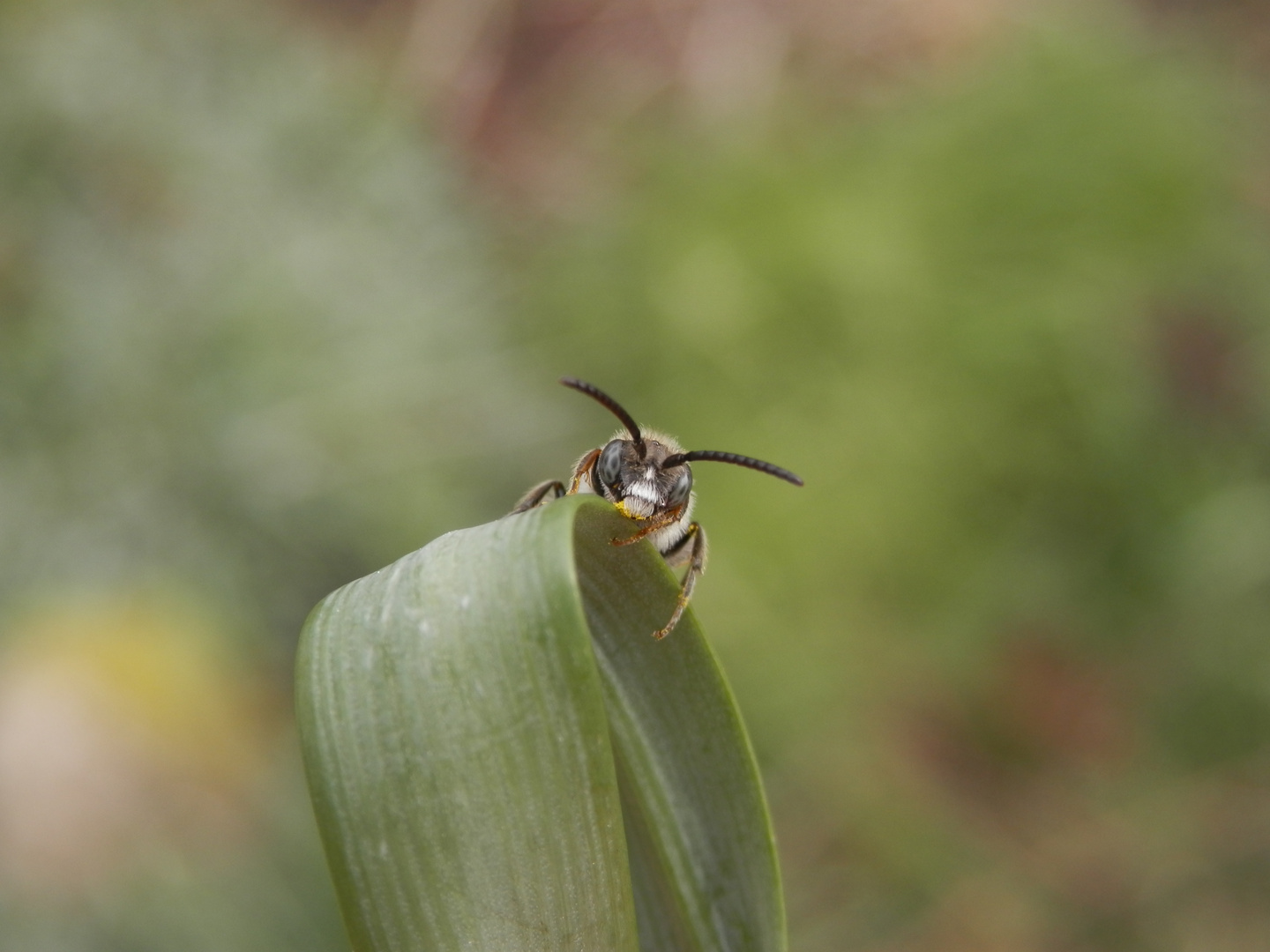 Noch eine Wespenbiene (Nomada) - verschiedene Ansichten