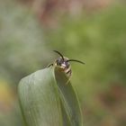 Noch eine Wespenbiene (Nomada) - verschiedene Ansichten