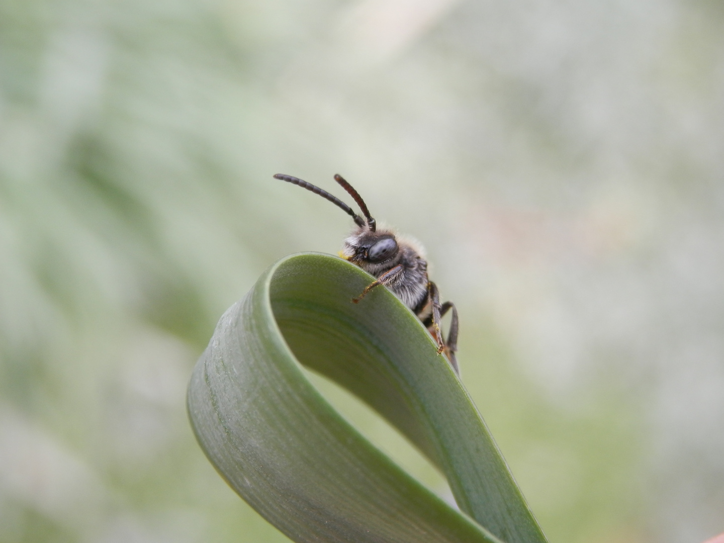 Noch eine Wespenbiene (Nomada) - verschiedene Ansichten