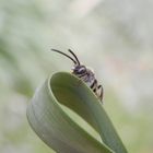 Noch eine Wespenbiene (Nomada) - verschiedene Ansichten