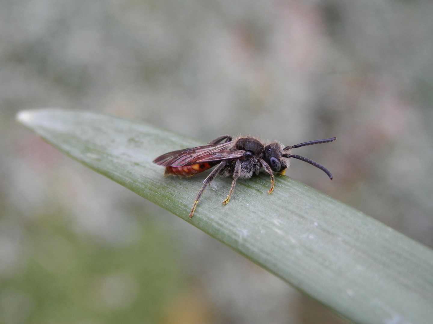 Noch eine Wespenbiene (Nomada) - verschiedene Ansichten