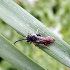 Noch eine Wespenbiene (Nomada) - verschiedene Ansichten