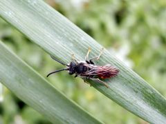 Noch eine Wespenbiene (Nomada) - verschiedene Ansichten