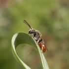 Noch eine Wespenbiene (Nomada) - verschiedene Ansichten
