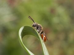 Noch eine Wespenbiene (Nomada) - verschiedene Ansichten