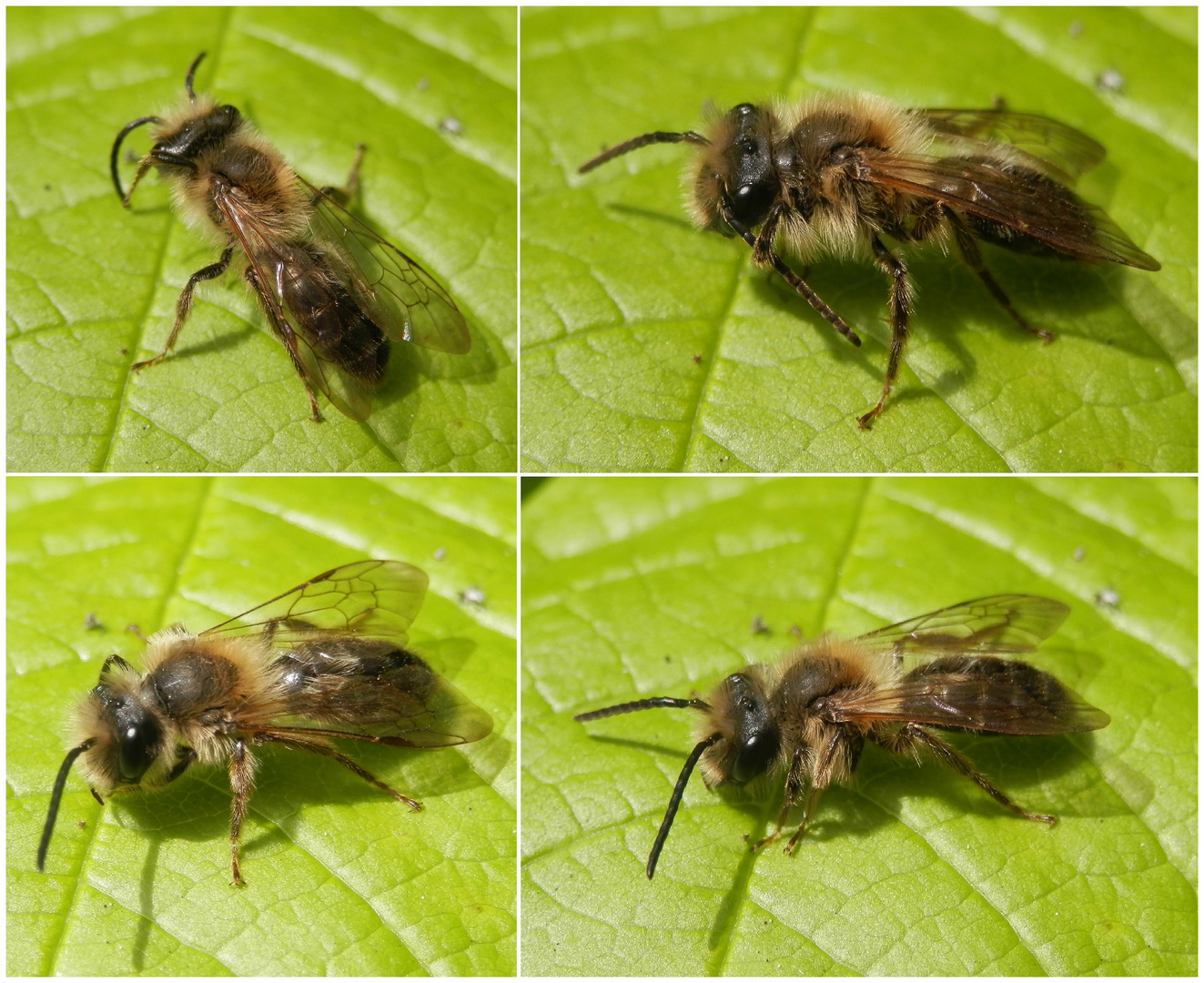 Noch eine Wildbiene - eine Sandbiene (Andrena sp.)