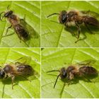 Noch eine Wildbiene - eine Sandbiene (Andrena sp.)