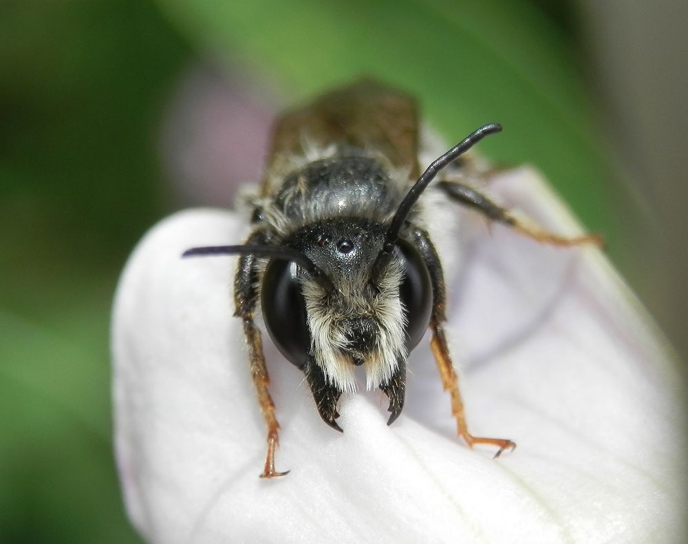 Noch eine Wildbiene im Porträt - diesmal auf einer Gartenwicke