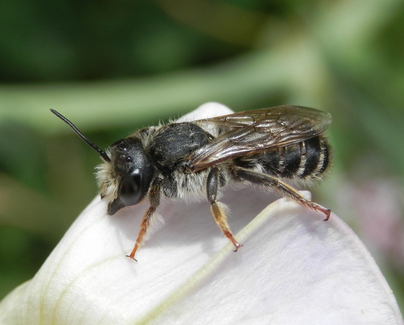 Noch eine Wildbiene im Porträt - diesmal auf einer Gartenwicke