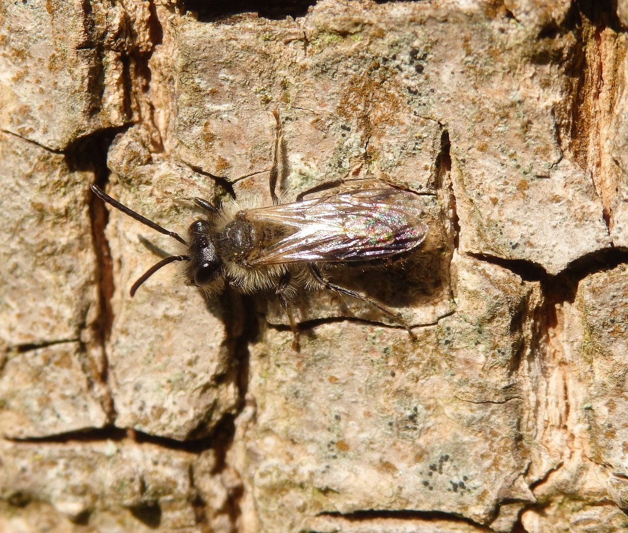 Noch eine Wildbiene - vielleicht Andrena minutula?