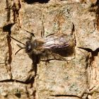 Noch eine Wildbiene - vielleicht Andrena minutula?