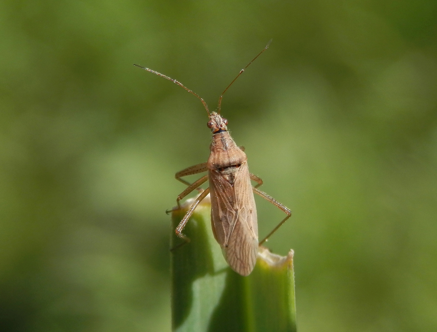 Noch eine Wilde Sichelwanze (Nabis ferus) auf einem Grashalm