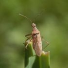 Noch eine Wilde Sichelwanze (Nabis ferus) auf einem Grashalm