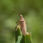 Noch eine Wilde Sichelwanze (Nabis ferus) auf einem Grashalm