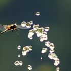 noch eine wilde Wasser - Libelle auf Tropfenjagd