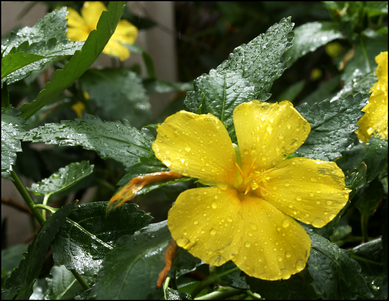 Noch eine wunderschöne Blume! Ich nenne sie Doro!