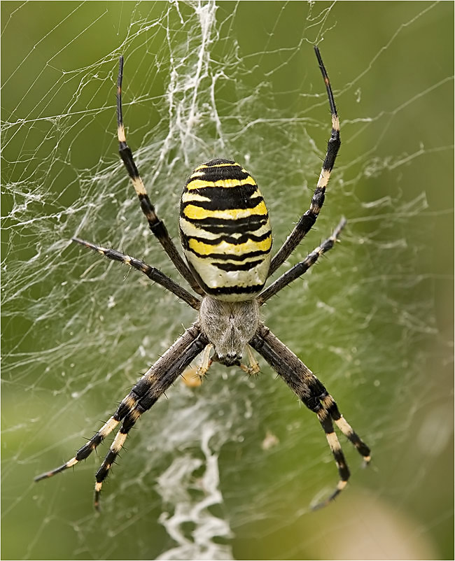 Noch eine Zebraspinne/ Wespenspinne