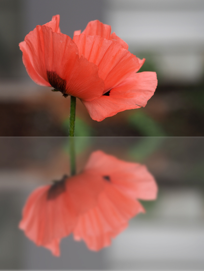 noch einen mohn