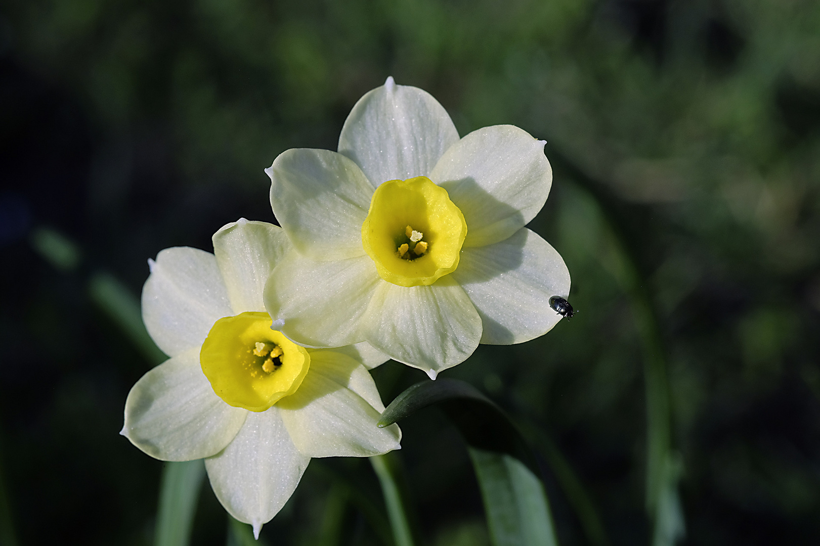 Noch einen Monat bis Ostern, aber der Frühling ist bereits da.