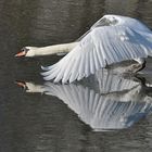 Noch einer für den heutigen Spiegeltag