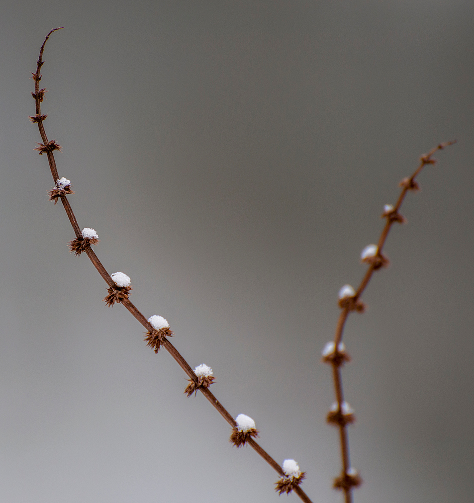 Noch eines dieser kleinen "Winterwunder" aus der Au....