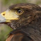 noch eines dieser wunderbaren Tiere von der Photokina