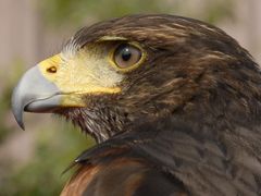 noch eines dieser wunderbaren Tiere von der Photokina