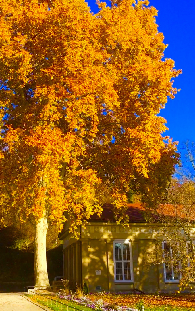 noch einmal aufgeflammt in der Herbstsonne