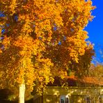 noch einmal aufgeflammt in der Herbstsonne