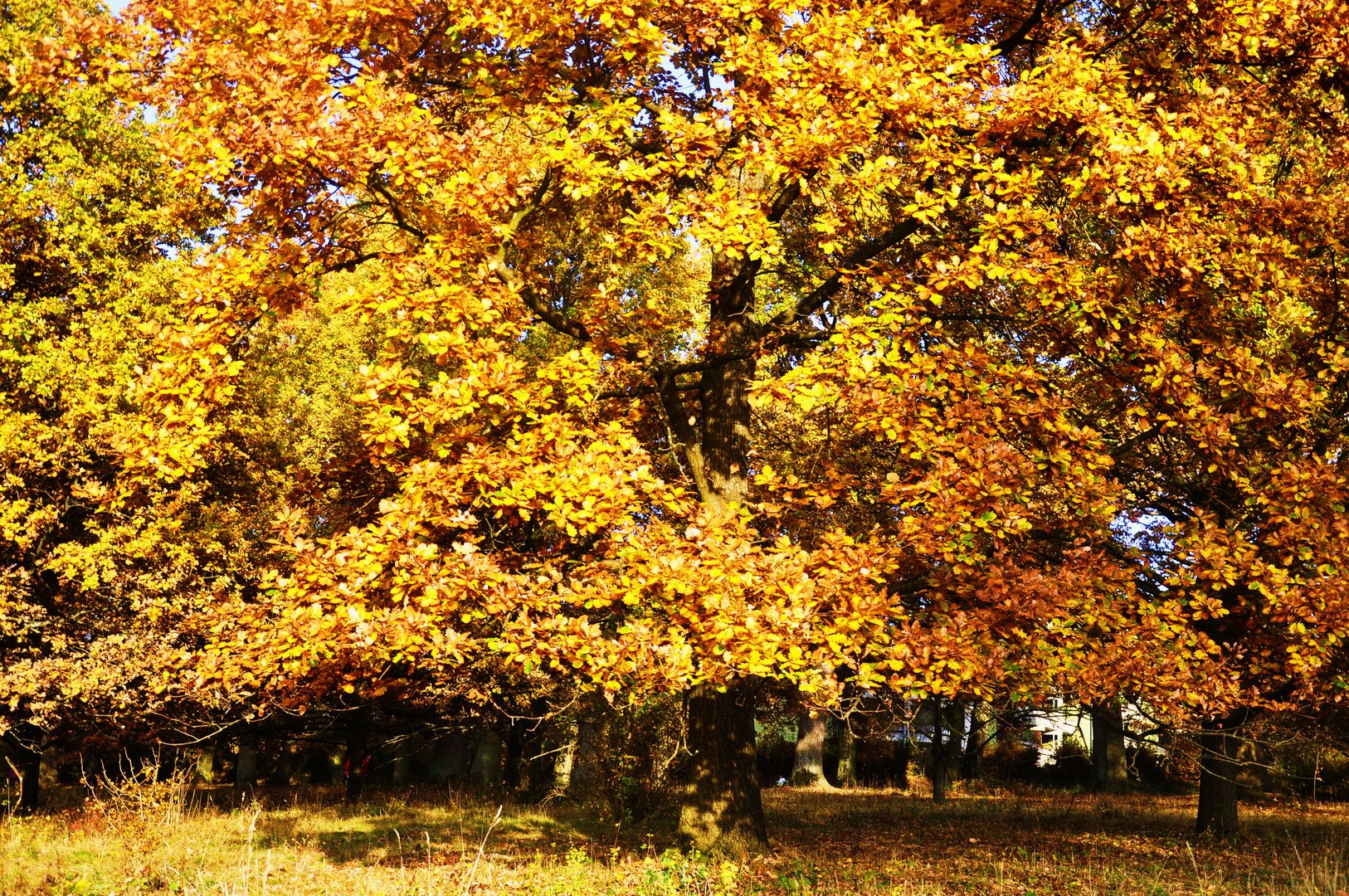 ....noch einmal Bäume im Herbst bevor die Blätter fallen....