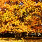 ....noch einmal Bäume im Herbst bevor die Blätter fallen....