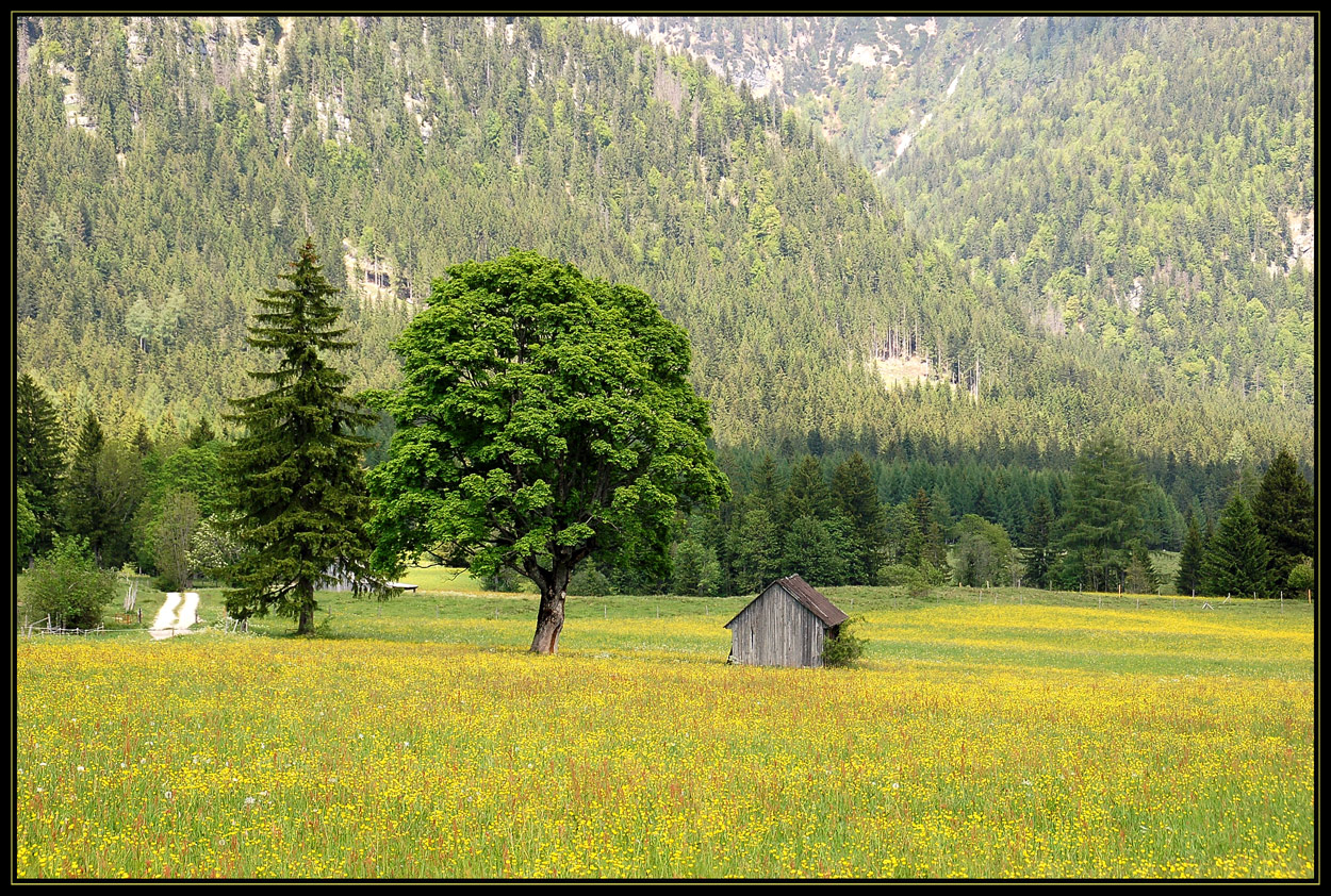 Noch einmal - Baum und Hütte