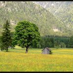 Noch einmal - Baum und Hütte