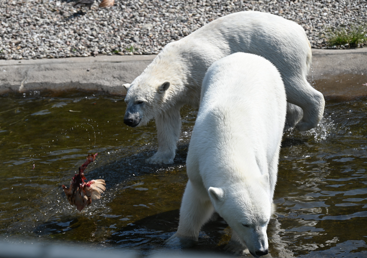 .... noch einmal darfst du flattern ...