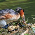 Noch einmal das Nest verbessern