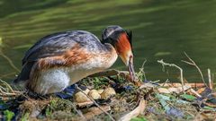 Noch einmal das Nest verbessern