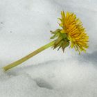 Noch einmal deckt der Schnee die Löwenzahnwiese im Algäu