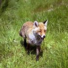 noch einmal: der Brockenfuchs