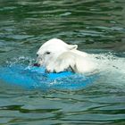 noch einmal der Eisbär